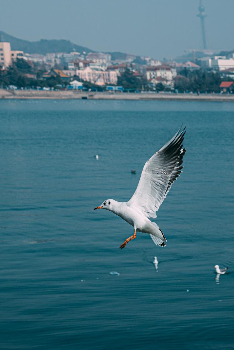 海鸥的了解(海鸥的小知识)